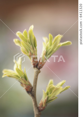 發芽 6411320