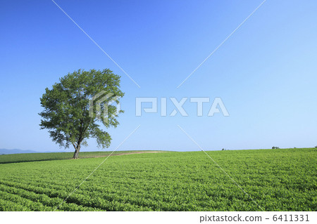 Philosophy tree Philosophy tree 6411331