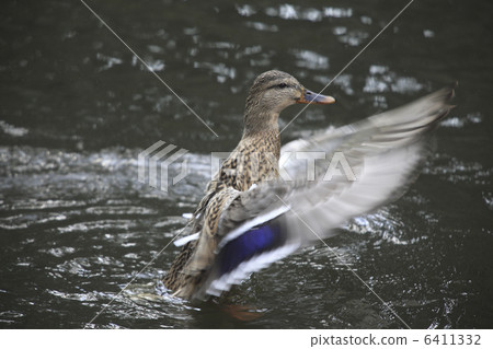 Mallard Mallard 6411332