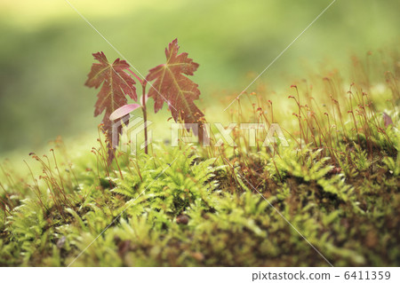 媽咪的萌芽和苔蘚 6411359