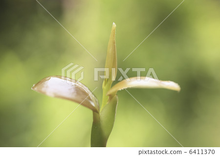 Sasanqua的萌芽 6411370