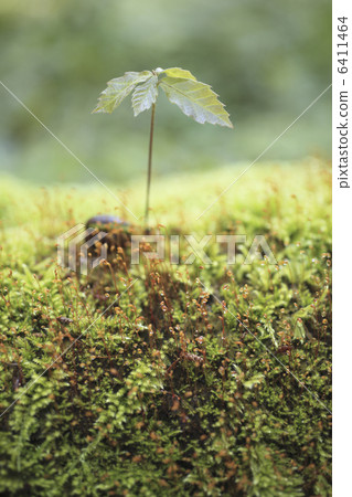 Quercus sprout 6411464
