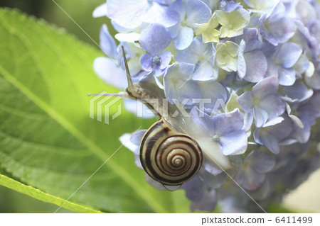 繡球花和蝸牛 6411499
