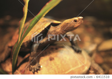 Japanese turtle 6411510