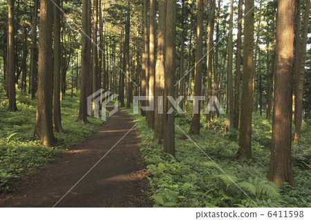 柏樹和路徑 6411598