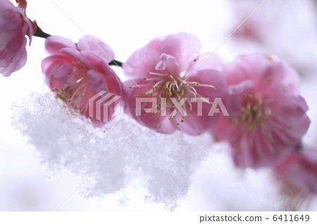 在新的雪的李子開花 6411649