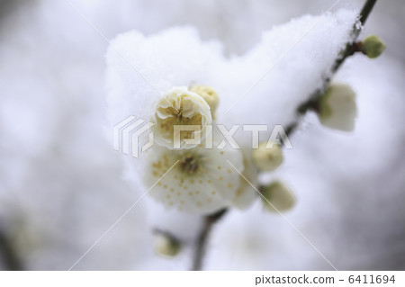 在新的雪的李子開花 6411694