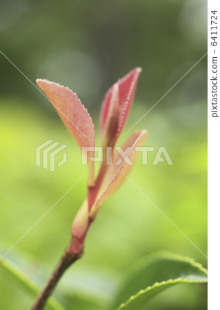 Sprout of Sasanqua 6411724