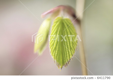 發芽 發芽 6411790