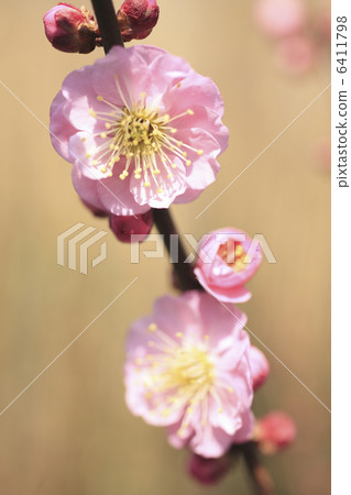 Plum blossom Plum blossom 6411798