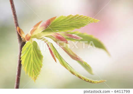 發芽 發芽 6411799