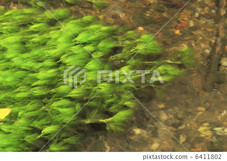 Algae Algae 6411802