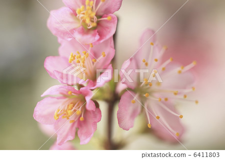 Plum blossom Plum blossom 6411803