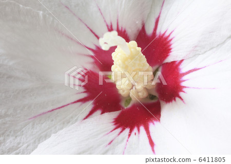  芙蓉 6411805
