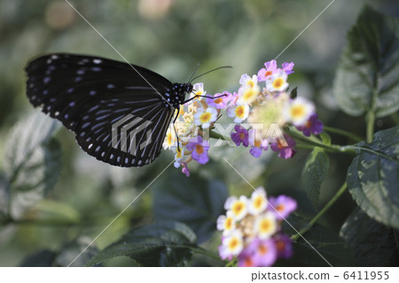 琉球Asakimadara吸吮馬纓丹花蜜 6411955