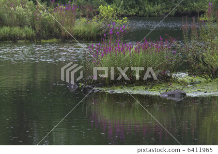 Lythrum Lythrum 6411965