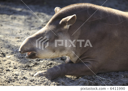 American tapir 6411990
