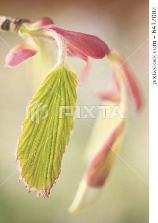 Sprout Sprout 6412002