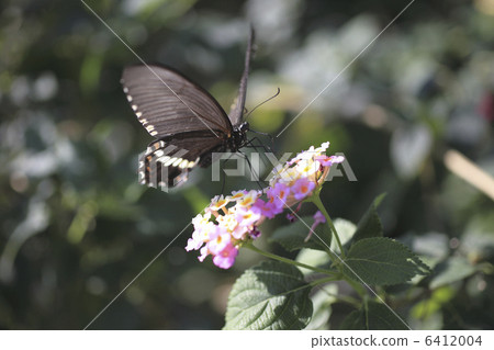 White rooster whipper sucking lantana's nectar 6412004