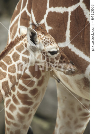 Kirin's child Kirin's child 6412005