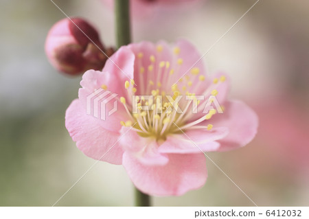 梅花 梅花 6412032
