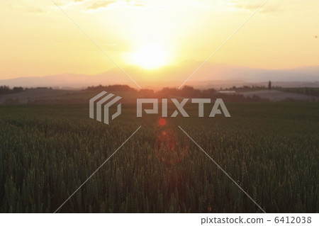 Wheat field of the morning glow rising Asahi Wheat field of the morning glow rising Asahi 6412038