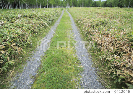 White birch forest and road 6412046
