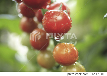 小西紅柿 6412101