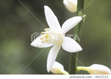 Mandarin orange flowers Mandarin orange flowers 6412121