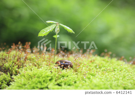 Quercus sprout at the base of the big tree 6412141
