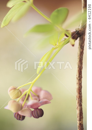 Akebi flower 6412198