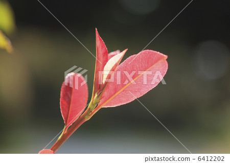 kannome mochi豆芽 6412202