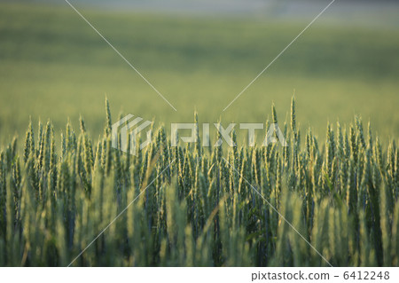 Wheat field of the morning glow rising Asahi Wheat field of the morning glow rising Asahi 6412248