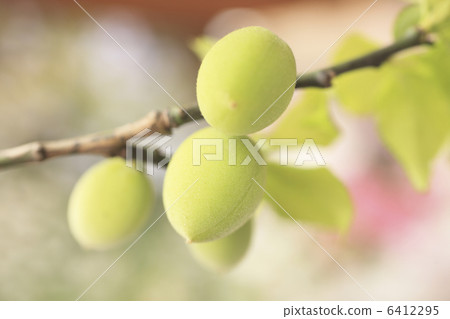 梅果 梅果 6412295