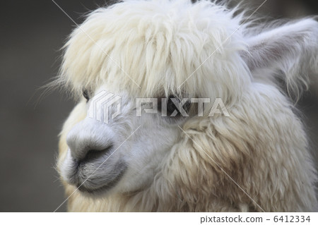 羊駝 6412334