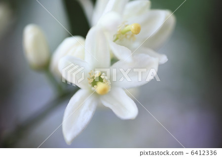 橘子花 6412336