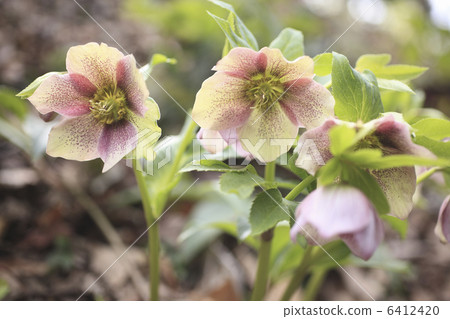 聖誕節玫瑰 6412420