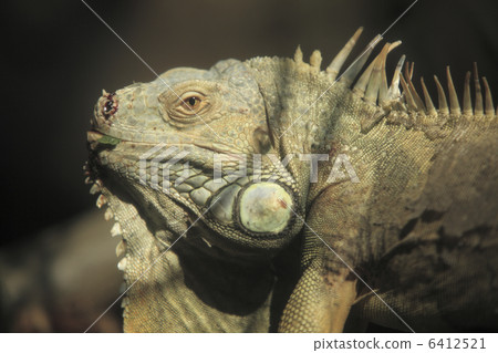 Green iguana 6412521