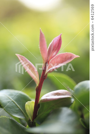 Sprout of Sasanqua 6412569