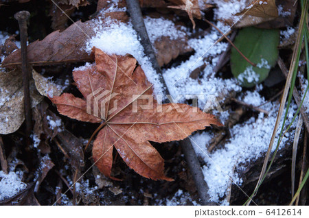 落葉和雪 6412614