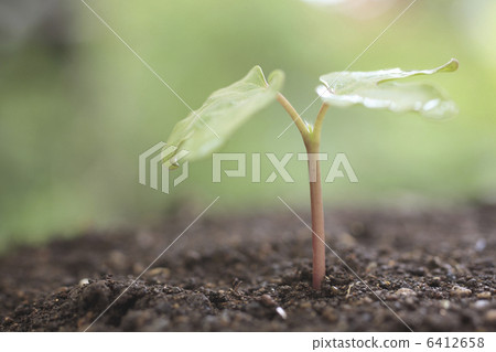 牽牛花萌芽 6412658