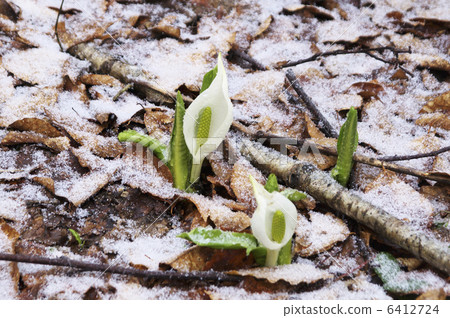 水basho和雪 6412724