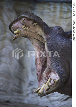 Hippopotamusi Hippopotamusi 6412738