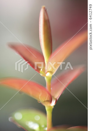 Sprouts of kannome mochi Sprouts of kannome mochi 6412749