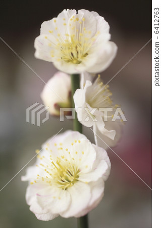 Plum blossom Plum blossom 6412763