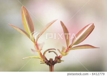 Gold spear plum sprouts 6412779