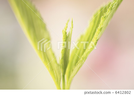 發芽 發芽 6412802