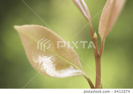 Sprout of Sasanqua 6412874