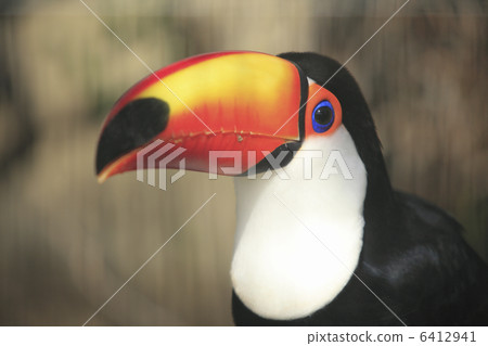 Toucan 6412941