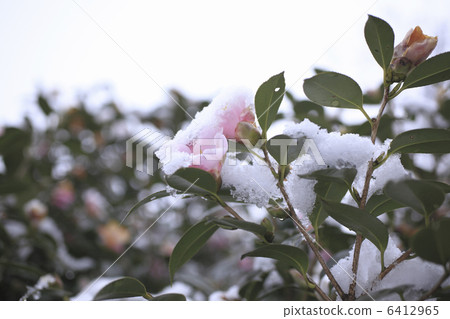 Fresh snow on the camellia flower 6412965